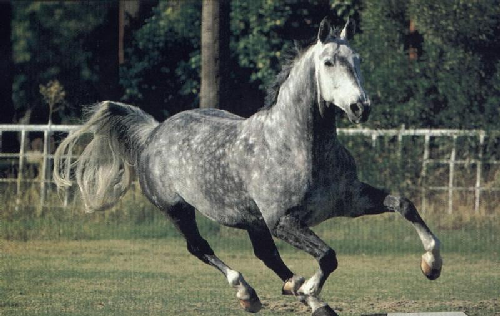 grey dream